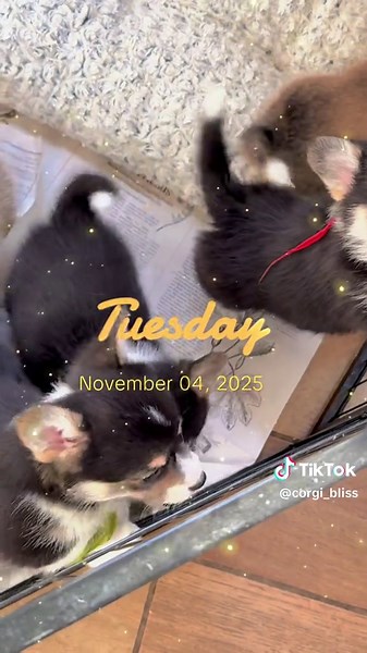 Baby Corgis: Adorable and Full of Life