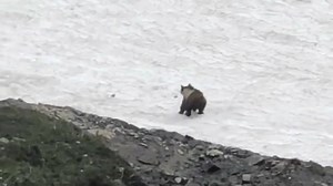 VIDEO: Bear slips and slides across snow-covered field in Montana