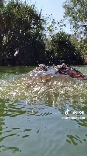 Big Saltwater Crocodile at CROCODYLUS PARK
