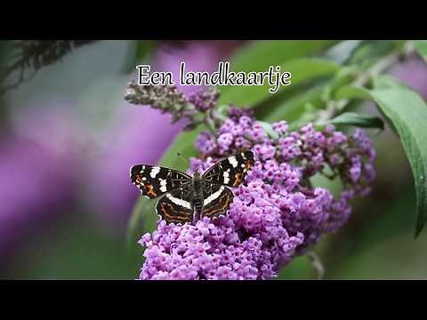 1 minuut natuur: Vlinders op de vlinderstruik