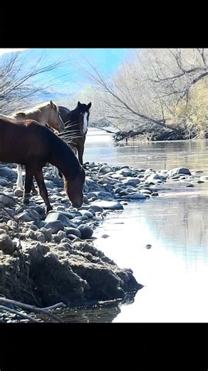 Beautiful Horse #horse #relaxing #nature