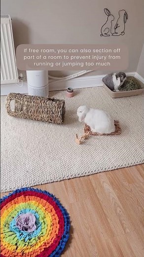 Preparing for Your Rabbits Neuter | Visiting the Vet | Bunny | Petcare | Rabbit Awareness Week | Pet