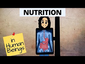 Heterotrophic Nutrition | Life Processes | Class 10 | Science