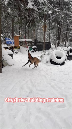 This exercise is part of foundational bite and drive training for working dogs, kung saan mahalaga ang tamang foundation bago sila pumasok sa mas advanced na work. Sa hanging tug, nade-develop hindi lang ang prey drive at grip strength, kundi pati hind-leg power, body coordination, at overall confidence ng aso. Hindi ito agility work; instead, focus ito sa controlled bite behavior, precise targeting, at full-body engagement. Ito ang mga essential skills na ginagamit sa IGP/IPO at protection-spor