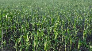 Zoom out video of corn field with irrigation system for water supply, sprinklers splashing water to plants, spring time