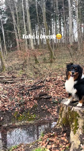 Ich fands witzig😬 #australianshepherd #takeabreak