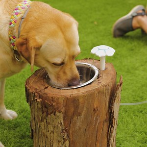 Give Your Pet the VIP Treatment With This DIY Fancy Drinker | Green Bean