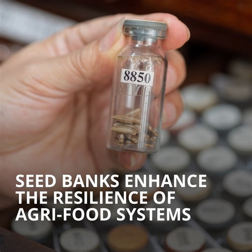 By preserving and making crop diversity available, seed banks support crop improvement, climate change adaptation, mitigation and sustainable agriculture. Enhancing the conservation and use of crop diversity in seed banks helps agri-food systems to be more productive, resilient and sustainable. Join us for the Global Crop Diversity Summit and be part of the conversation ➡️ https://buff.ly/3sCuv6j #SeedsToSolutions #CropDiversity #FoodSystems #FoodSecurity | Crop Trust