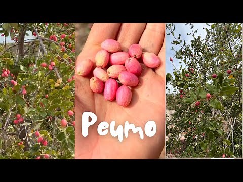 TODO SOBRE EL PEUMO / ¿como se cosecha, limpia y siembra ? Mi Árbol nativo favorito 🤩 🌳