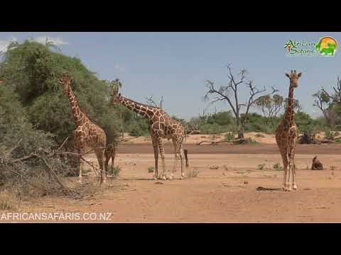 Samburu National Reserve, Kenya