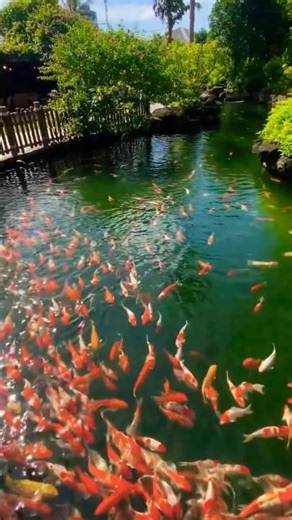 Gold fishs Swimming in pond |Relaxing fish video