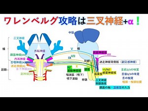 National Exam Preparation: Graduating from Memorization Episode 115: The Basics of Wallenberg Syn...