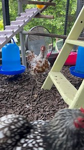1.2K views · 1.3K reactions | Supporting your hens through a moult...