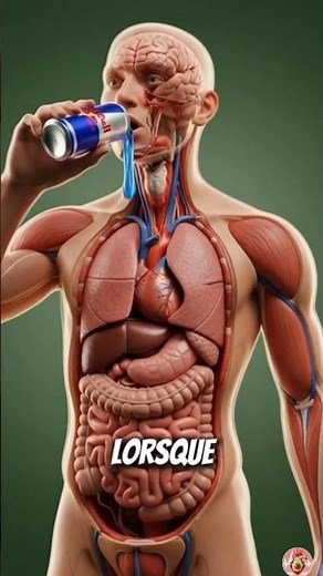 Les effets du Red Bull sur le corps humain expliqués en animation 3D