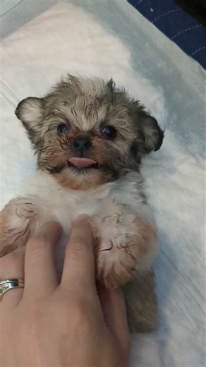 Havanese Puppies Family Fun!