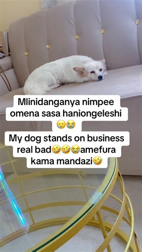 Hilarious Dog Moments That Will Make You Laugh