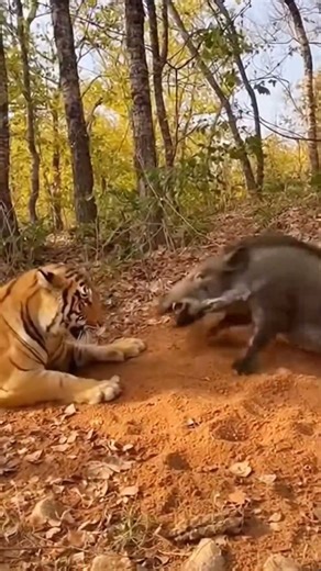 Boar vs Tiger: Burrow Battle!