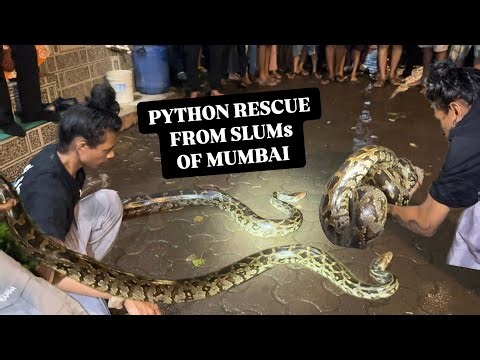 10Ft LONG PYTHON FOUND IN MUMBAI SLUMS