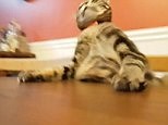 Feline curious! Hilarious moment cat falls backwards off table