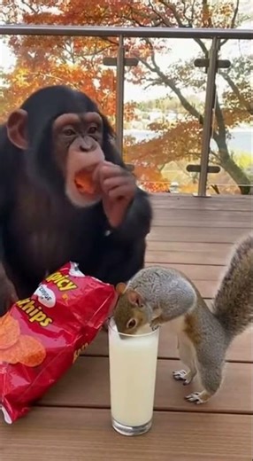 He Need Some Milk!" 🥛 Squirrel Fails the Spice Challenge #funny