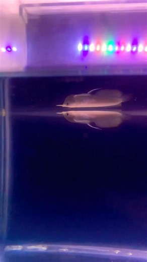 How to care silver albino arowana #like #arowana #fish daily update video #monsterfish