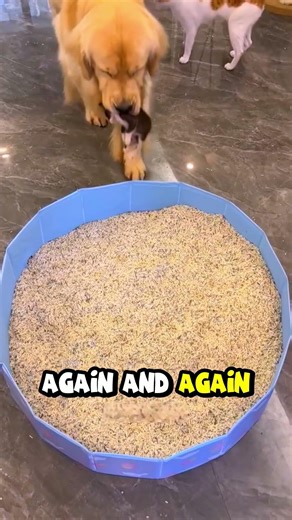Dog Kidnaps a Kitten and Becomes Its Dad🤣