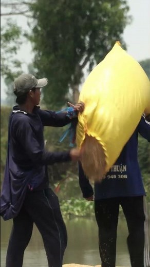 Breathtaking Vietnam Rice Fields | Traditional Farming in Action |Short Documentary |