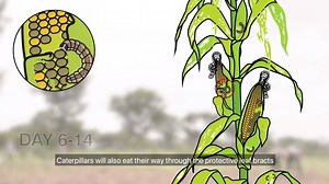Learn more about the fall armyworm life cycle and its damage to maize crops. The fall armyworm is a major invasive pest with a voracious appetite; its ability to spread and reproduce quickly is one of the reasons it is such a successful invasive species 🌽🐛 Credit : CABI Invasives #myDOA #OurFoodOurFuture Bahagian Biosekuriti Tumbuhan, Jabatan Pertanian Malaysia | Jabatan Pertanian Malaysia