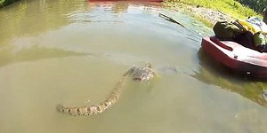 The water snake attacked the fish three times bigger than itself (Video)