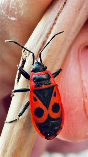 SHOCKING! Terrified Bug SHAKING With Fear?! 😱 Insane Macro View!