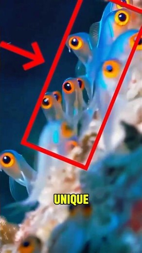 This Transparent Fish with Golden Eyes in the Deep Sea‼️#shorts #UniqueFacts