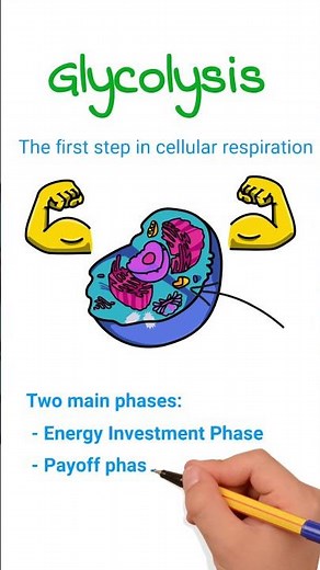 Glycolysis | First Step in Cellular Respiration #glycolysis