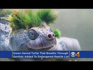 Australian 'Genital-Breathing' Turtle Faces Extinction, Group Says