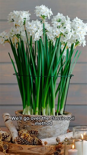 Colonial Gardens on Instagram: "Two ways to grow winter magic ✨ Mandi shows how to plant Paperwhites in soil or in decorative stones… both easy, both beautiful! Our Paperwhite bulbs are going fast, so stop by Colonial Gardens and grab yours while they last 🤍🌱 #ColonialGardens #Paperwhites #PaperwhiteBulbs #WinterBlooms #BulbPlanting #GardenTips #GardenHowTo #GardenEducation #IndoorGardening #BulbsToBlooms #PlantLovers #GardenInspiration #FairfieldCT #FairfieldGardenCenter #CTGardens #CTLocal #