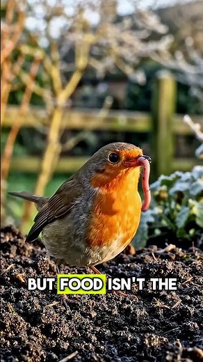 The Secret Behind Britain’s Fearless Robin