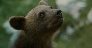 A baby bear cub is chased by a mountain lion in this heart-racing scene from THE BEAR (1988).😲 Stream it now to see what happens next: https://goo.gl/LzzXZc #WildlifeWednesday | Fandor