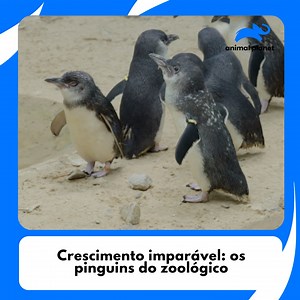 De bolinhas adoráveis a pinguins imparáveis 🐧📈 Seu crescimento surpreende até mesmo seus cuidadores. Quer ver o quanto eles mudaram? Dê o play ▶️😍 | Animal Planet Brasil
