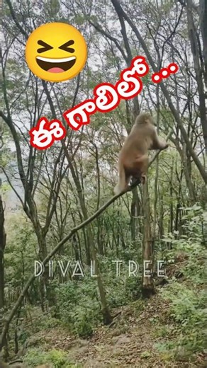 Mind feel so pleasant | ఈ గాలిలో ఊగుతుంటే😆