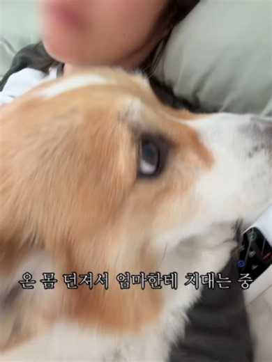강아지 삐졌을 때 티 팍팍 내는 행동 5가지