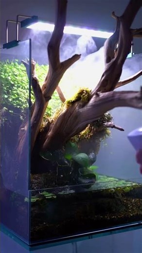 Make a little aquarium hardscape #aquarium #ytshorts #shorts