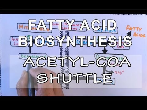 Acetyl COA Shuttle | Fatty Acid Biosynthesis | Part I