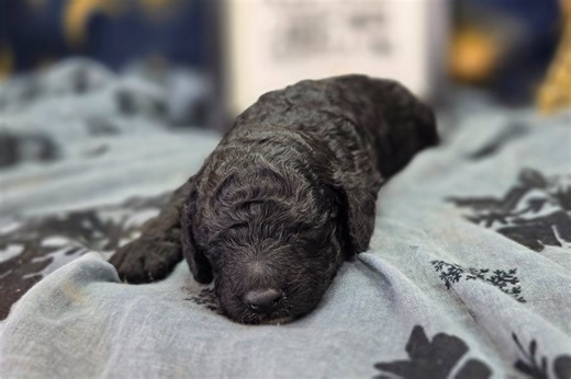 Sonya - Cockapoo Puppy B85066