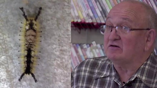 SEEING THINGS? Man discovers caterpillar with image of a human face. People around town had differing opinions on whose face the image looked like, ranging from Robin Williams to Edgar Allen Poe. More: http://go.wgntv.com/1MOsEef | WGN TV