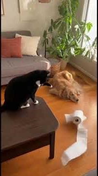 🐱 His brain and him? Not compatible. 🐶 0 win #goldenretreiver#DecorativeHead