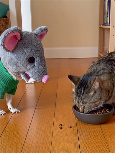 Chihuahua Wears a Mask to Prank Cat