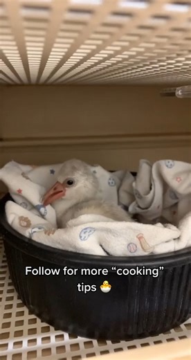 One of my favorite babies ever 🐣🦩#newbaby #flamingo #hatchingeggs #zootimes #myfavorite #fyp #fluffy #adorable | Thenatureofitall