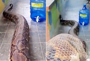 Meet World’s Biggest Snake That Has Eaten Adult Humans, Watch Viral Video