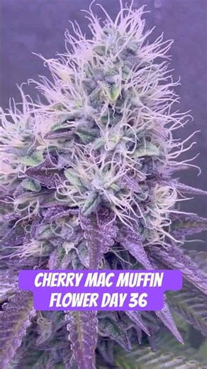 Cherry Mac Muffin Day 36 #420 #seedtoharvest #crazybud