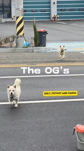 76K views · 4.6K reactions | The OG's of Wild Dogs #dog | The Wild Dogs | Facebook