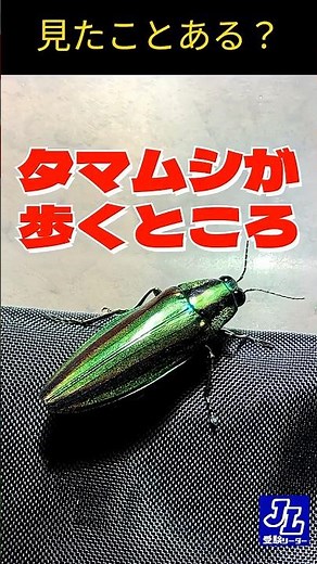 【見たことある？】美しい玉虫の歩くところ【昆虫】 #玉虫 #タマムシ #理科 #社会